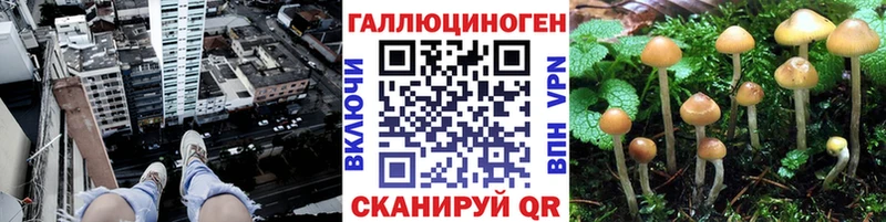 Галлюциногенные грибы GOLDEN TEACHER  сайты даркнета официальный сайт  Приморско-Ахтарск 